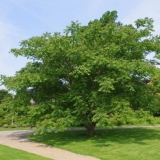 Mandžurijski orah: šta učiniti s njim